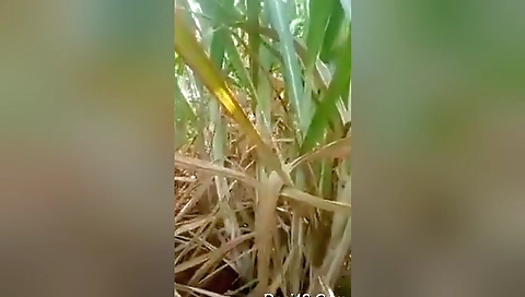 Desi Village Bhabhi Romance And Fucked By Lover 1